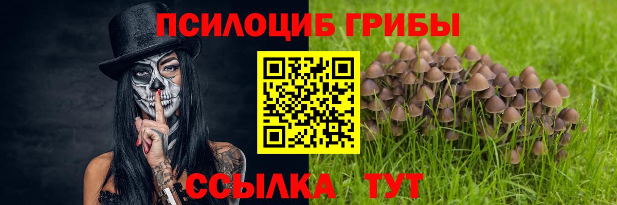 Галлюциногенные грибы Psilocybe Ипатово